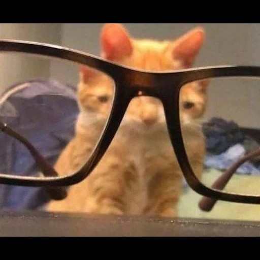gatto attraverso gli occhiali
