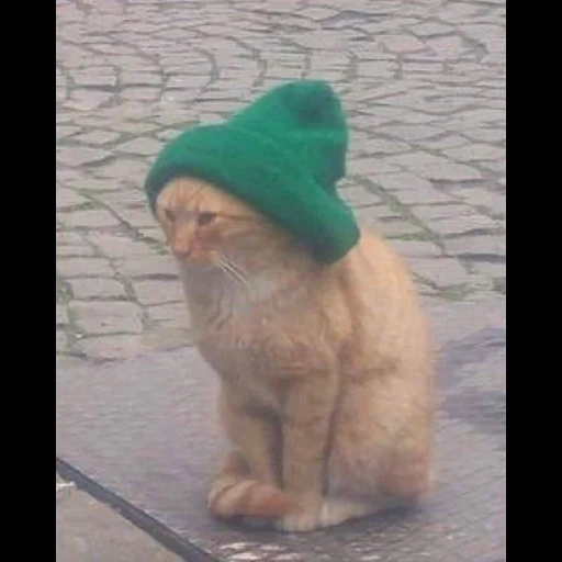 camerophone, kitty hat, a kitten hat, the cat is a green hat, the cat is a green hat