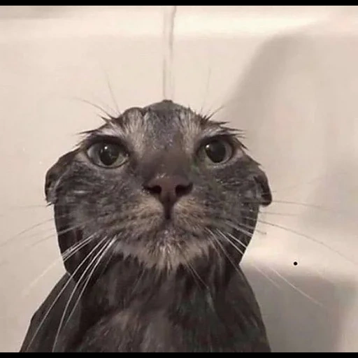 gato, gato, gato molhado, meme de gato molhado, mema molhado cat