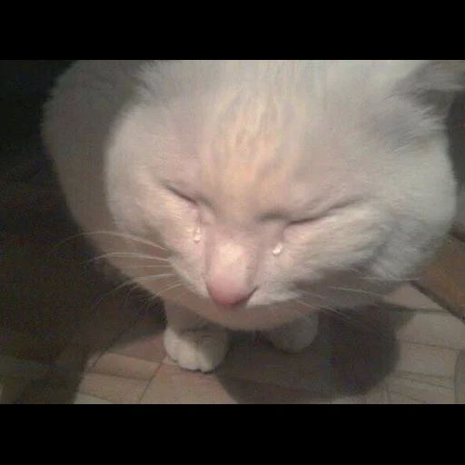 kucing, kucing, cry cry, crying cat, meme kucing menangis