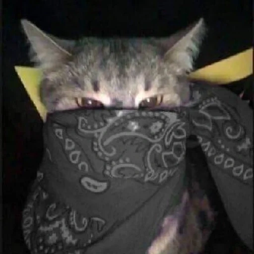 der kater, katzen, katze, die katze ist das bandana, katzen von bandanern