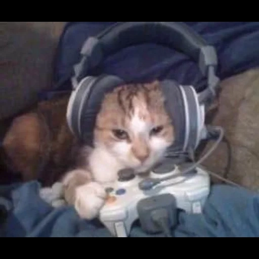кот, gamer cat, кот игроман, котенок геймер, котик наушниках