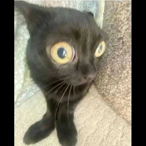 gato, gato gato, o gato é engraçado, os gatos são engraçados, gatos fofos são engraçados