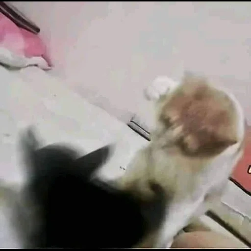 gato, gato, los gatos son divertidos, los gatos son divertidos, los lindos gatos son divertidos