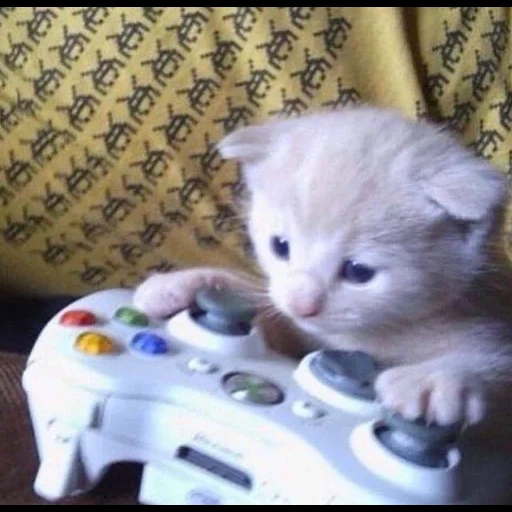 gatto, gatto giocatore, piccolo gattino, gamer di gatto triste, i gatti carini sono divertenti