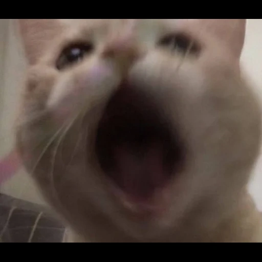 cat, cats, funny animals, jokes animals, cat open mouth meme