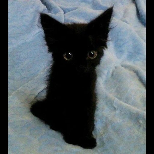 le chat est noir, le chat est noir, chat noir, chaton noir, bombay cat