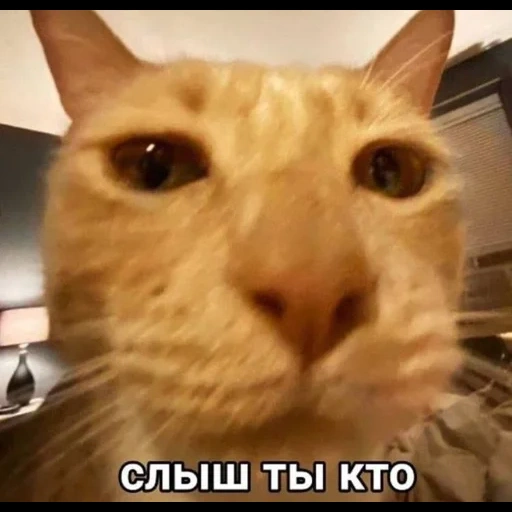 кот, коты, кошка, кивающий кот, рыжие коты мемы