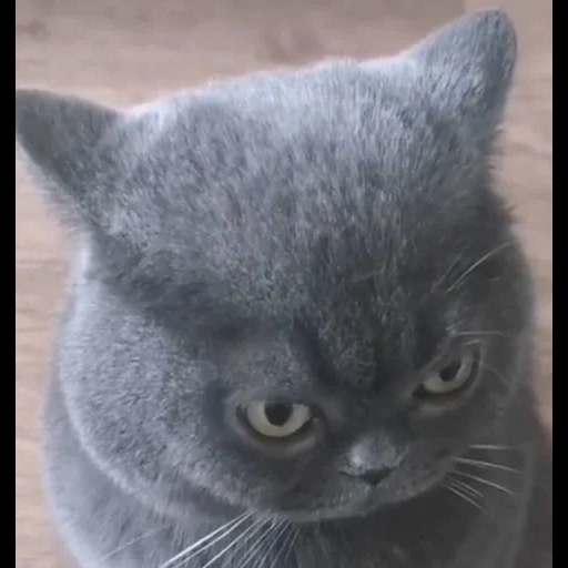 gatto, gatto, gatto grigio, cat briton, british short haired cat