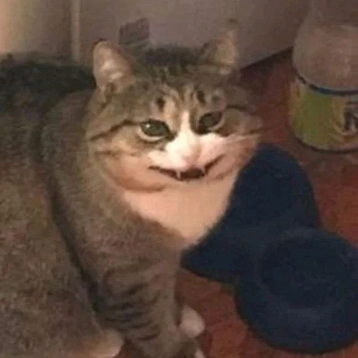 cat, cat meme, funny cats, the cats are funny, the cat is making faces