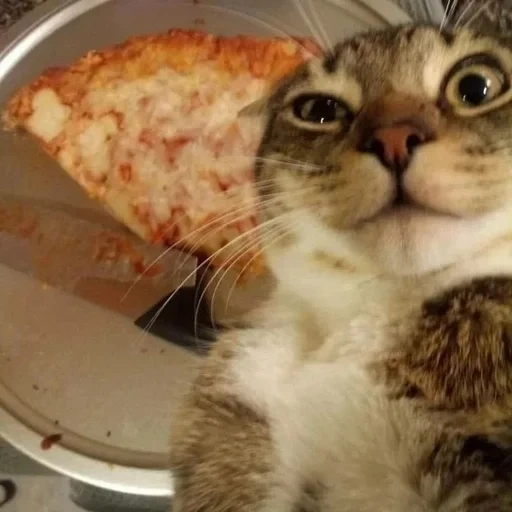 chat, chat, chat chat, chat de pizza, un chat avec de la pizza