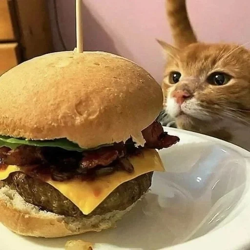 burger, hamburger, katzenburger, meißel, burger chizburger