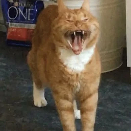 cat, cat, ginger cat, the red cat yawns, satisfied red cat