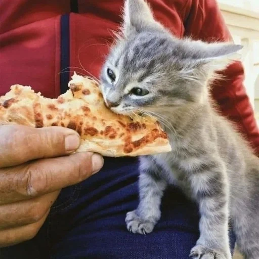 кот, котик, кошка, пицца кот, кот ест пиццу