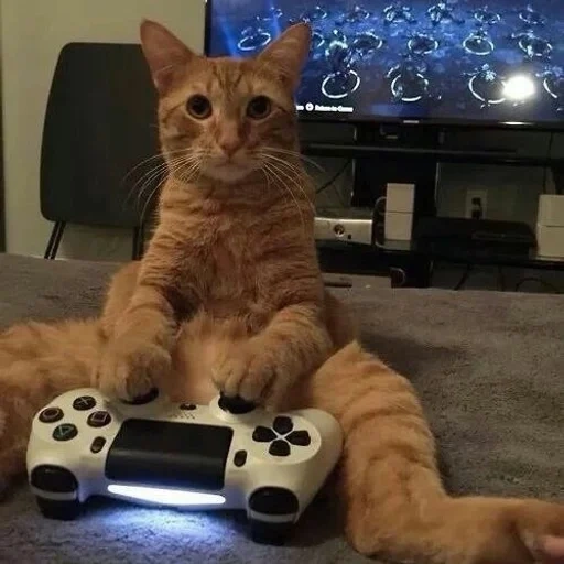 кот геймер, котик игроман, кот джойстиком, котики плейстейшен, кот играет приставку