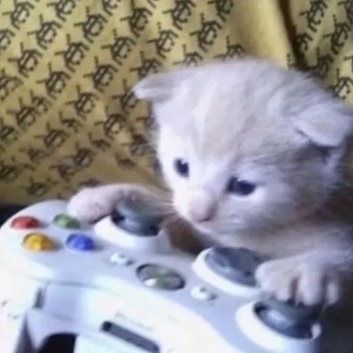 katze, katzenspieler, die katze ist gewöhnlich, cat gamer meme, kitty mit einem präfix