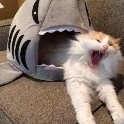 piadas de gatos, gatos engraçados, os gatos são engraçados, o gato é uma fantasia de tubarão, animais engraçados