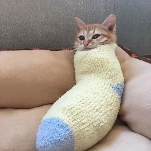 gato, o gato é meia, sock cat, meias de gato, gatos fofos são engraçados