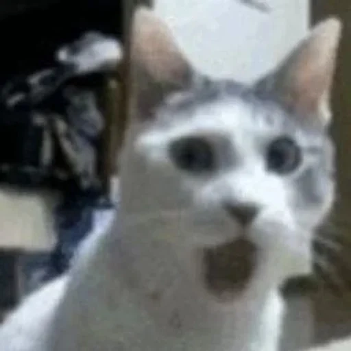 cat, sly cat, talking cat, surprised cat, the meme is a surprised cat