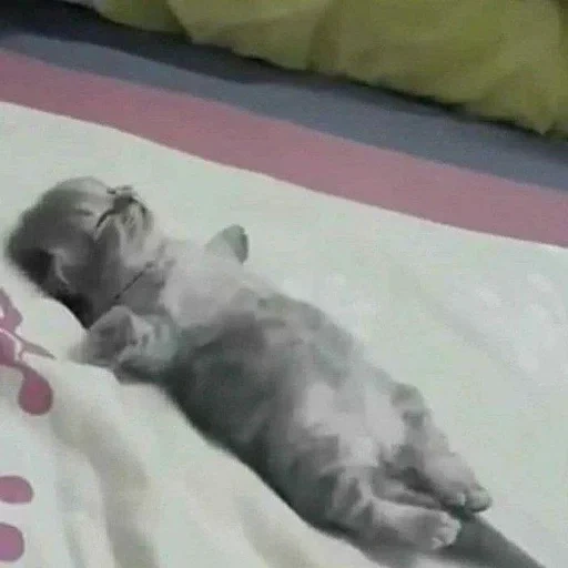 kucing, kucing, anak kucing tidur, mainan yang lelah sedang tidur, anak kucing yang menawan