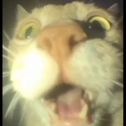 cat, sasha grey, egor letov, namesakes, a screaming cat meme