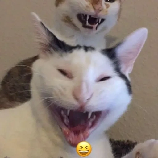 gato, gato, meme de kitty, gatos engraçados, um gato sorridente chorando