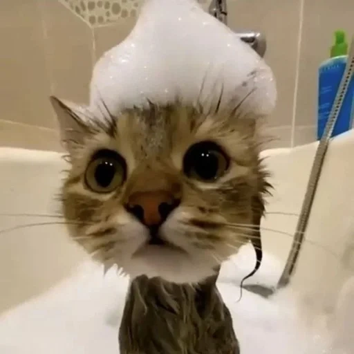 kucing, kucing, kucing lucu, kucing lucu, mandi topi kucing