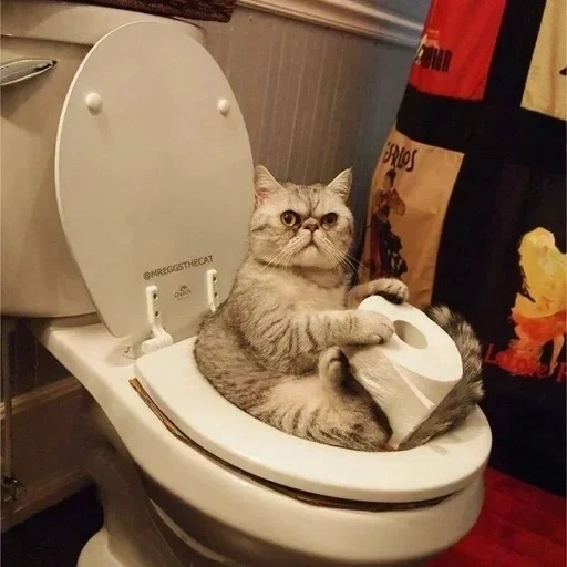 der kater, die katze ist toilette, die katze ist lustig, lustige katzen, lustige toilettenkatzen