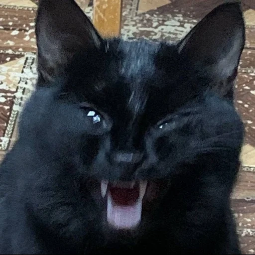 black cat, dracula cat, black cat shock, black cat yawns, black cat meows