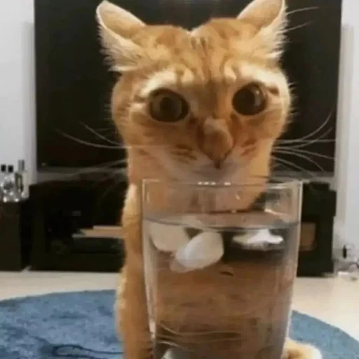el gato es un vaso, gatos graciosos, vidrio de gatito, el gato bebe un vaso, los lindos gatos son divertidos