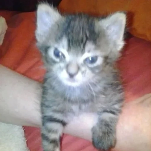cat, gray kitten, kitten boy, siberian kittens, a small evil kitten