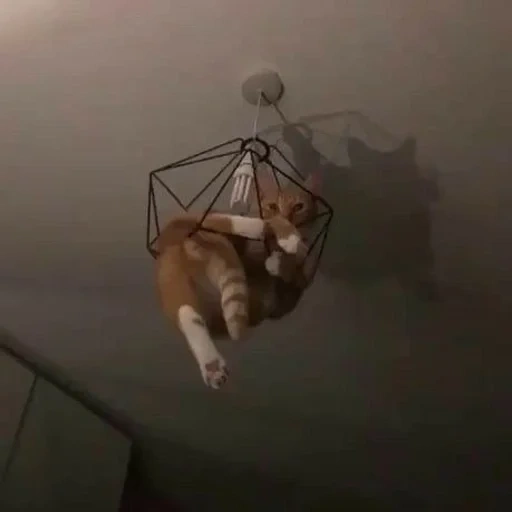 cat, the cat is a chandelier, funny cats, crazy cat, suitable picchi trolling