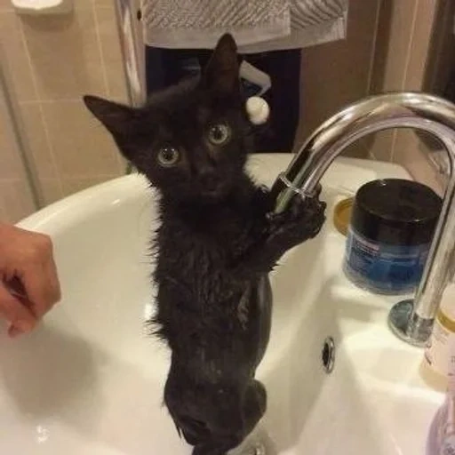 кот, кошка, кот ванной, котенок раковине, смешной черный котенок