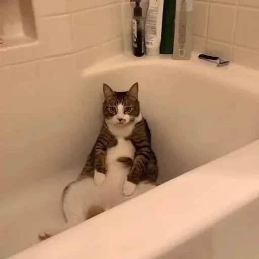 chat, je suis une salle de bain, chat de la salle de bain, chat noir au bain, les chats mignons sont drôles