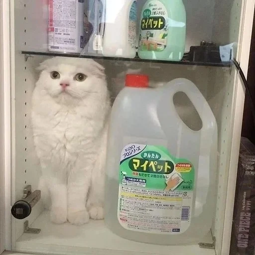 chat, chats, chat, chats drôles, le chat est un réfrigérateur