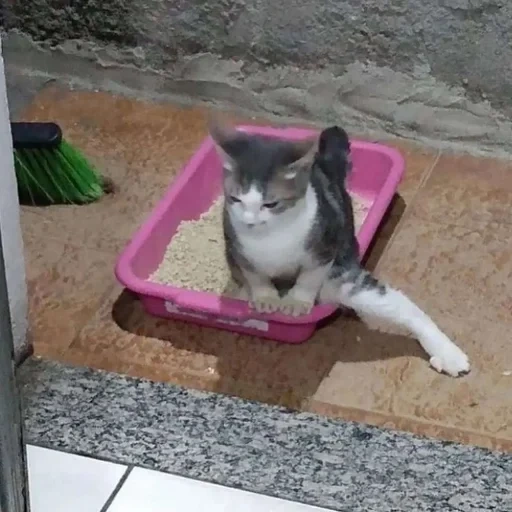 cat, cat, cat tray, pets, the cat shows the sandbox