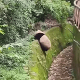 mp 4, нета, панды, милая панда, стерлитамак