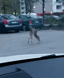 umano, sulla strada per, cervo cornuto, cane automobilistico, il cane attraverso il recinto