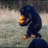 chimpanzees, funny animal, monkey mandarin, monkey orange, monkey carries many oranges