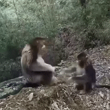 ребенок, человек, бег 5000 метров, смешные животные, домашние обезьянки