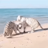 zebra, tiger blanco, zebra animal, tigre de bengala, zebra mata al potro