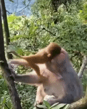 vídeo, monkeys, monkey mom, little monkey, little monkey