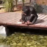 chimpanzés, macaco de peixe, macaco gif, zoológico de macacos, o macaco alimenta peixe