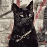 black cat, кот убийца, черный кот, кот пилочкой, бомбейская кошка