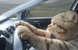 cat, behind the steering wheel, car cat, the cat is driving, the cat is driving