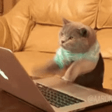 cat, cats, the cat is typing, cats, the hilarious prank of the seal