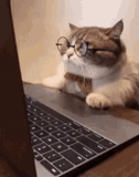 gatto, gatto intelligente, il gatto è uno scienziato, un gatto a un computer