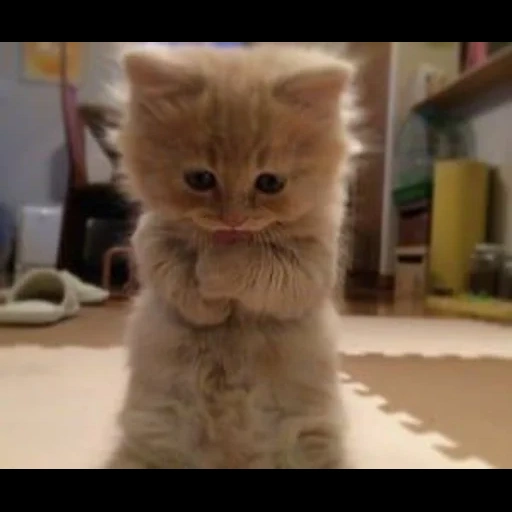 cute cats, cute kittens, fluffy kittens, funny animals, cute cats are funny