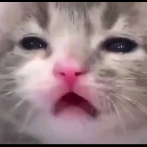 gatos, gato chorando, os gatos são fofos, meme de gato chorando, gatos fofos são engraçados