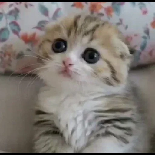 cute cats, cat touch, the kittens are very cute, cute cats are funny, cute kittens to tears